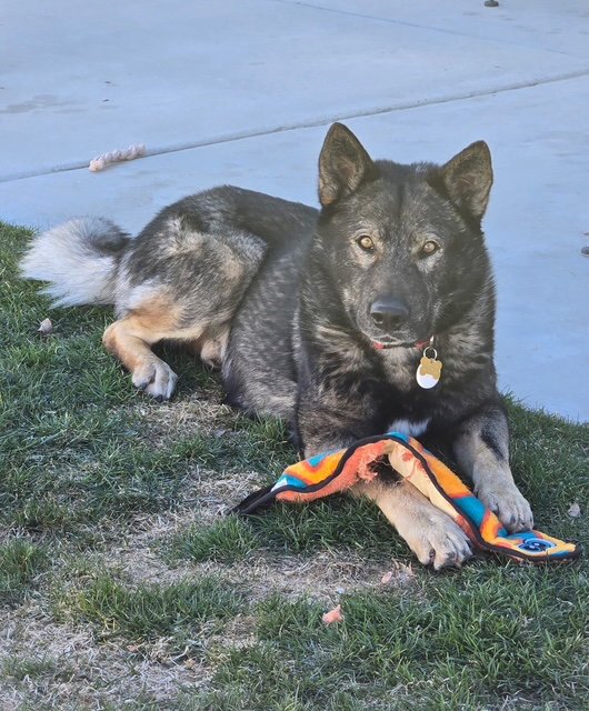 Tyson aka Wolfie Image