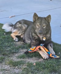 Tyson aka Wolfie - Photo 1