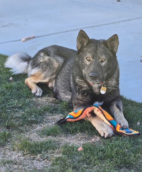 TYSON AKA WOLFIE - German Shepherd Dog / Wolf Dog available for adoption