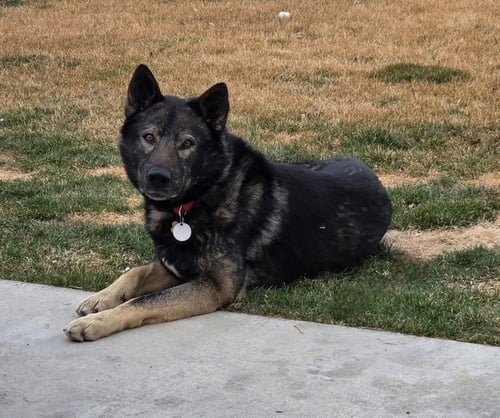 TYSON AKA WOLFIE - German Shepherd Dog / Wolf Dog available for adoption