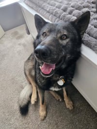 Tyson aka Wolfie - Photo 3
