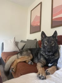 Tyson aka Wolfie - Photo 4