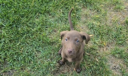 CLEO - Labrador Retriever / Pit Bull Terrier available for adoption