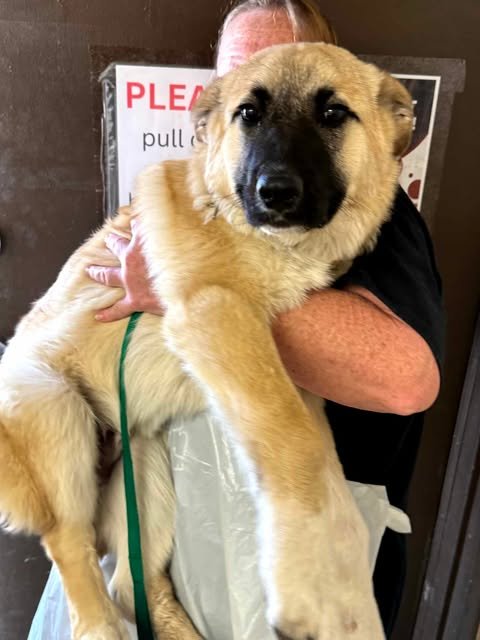 BRUCE ALMIGHTY - Great Pyrenees / German Shepherd Dog available for adoption