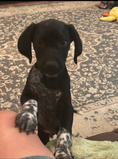 DODGER - Flat-coated Retriever available for adoption