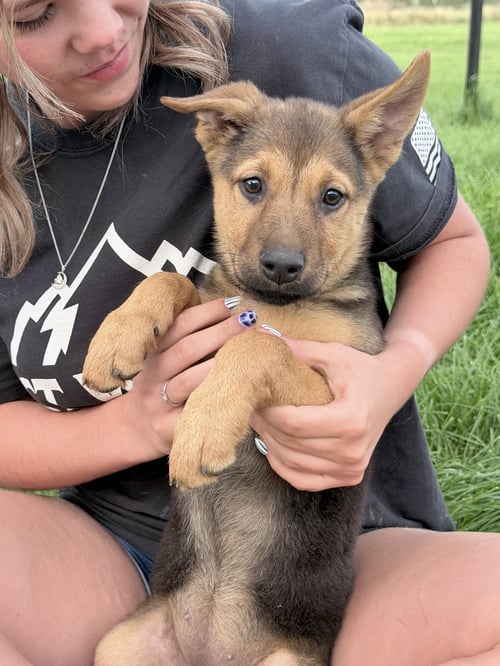 ACADIA - German Shepherd Dog available for adoption