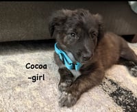 Cocoa Lou - Photo 1