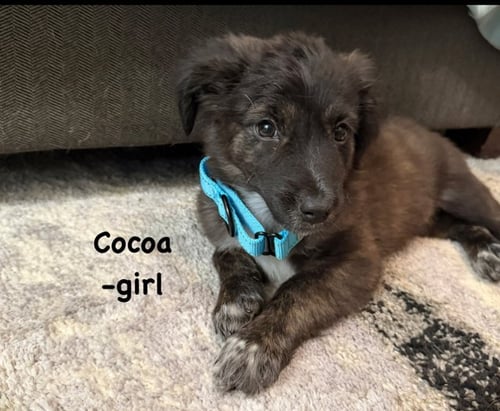 COCOA LOU - Labrador Retriever available for adoption