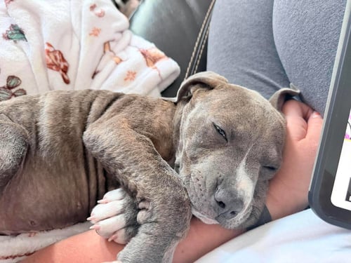 BENNY BABY - Pit Bull Terrier / Australian Cattle Dog/Blue Heeler available for adoption