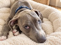 Benny Baby - Photo 3