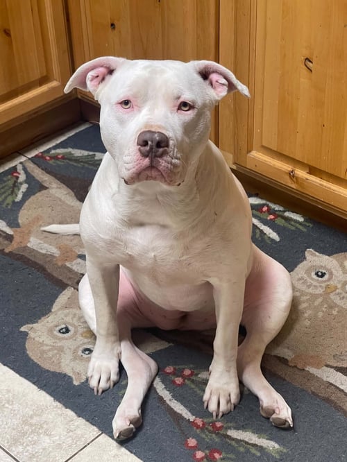 LUNA - Pit Bull Terrier available for adoption