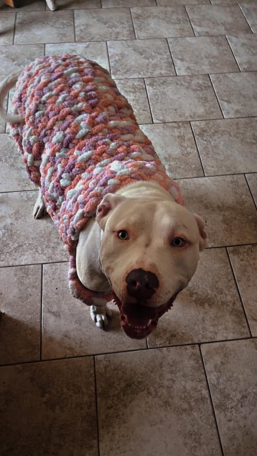 LUNA - Pit Bull Terrier available for adoption