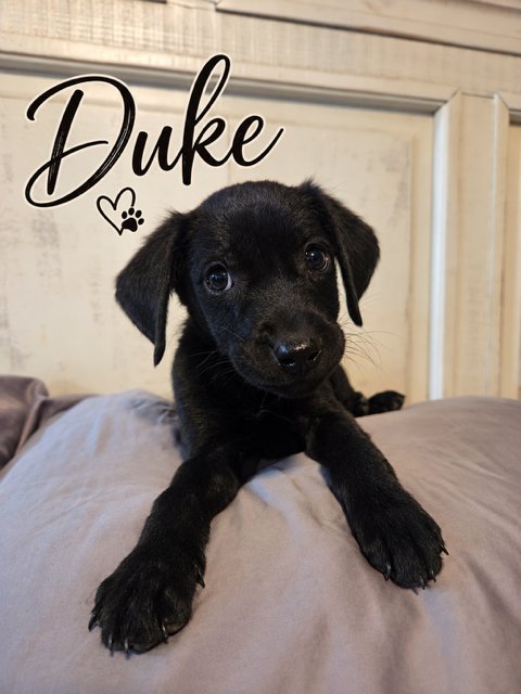 THE DUKE - Flat-coated Retriever available for adoption