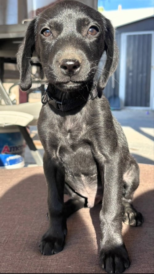 THE DUKE - Flat-coated Retriever available for adoption
