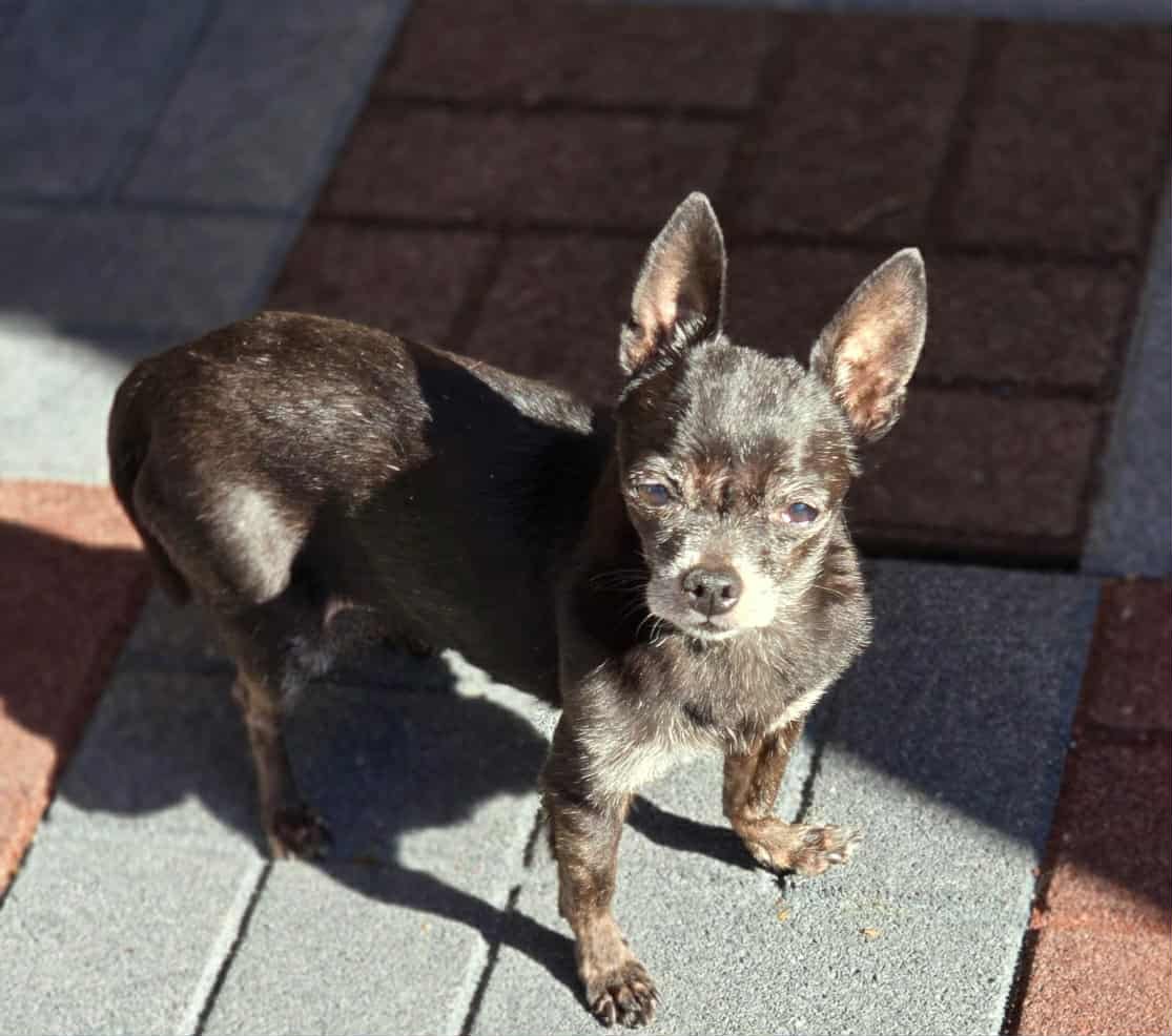 SAVANNAH - Chihuahua available for adoption