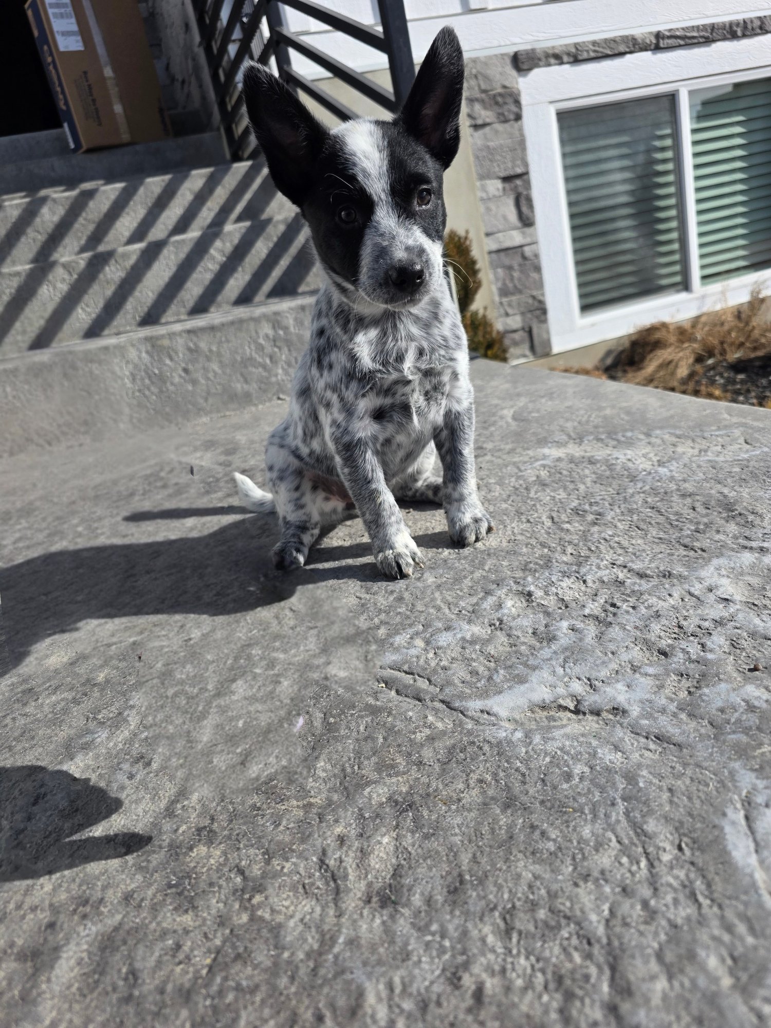 RUBY - Australian Kelpie / Australian Cattle Dog/Blue Heeler available for adoption