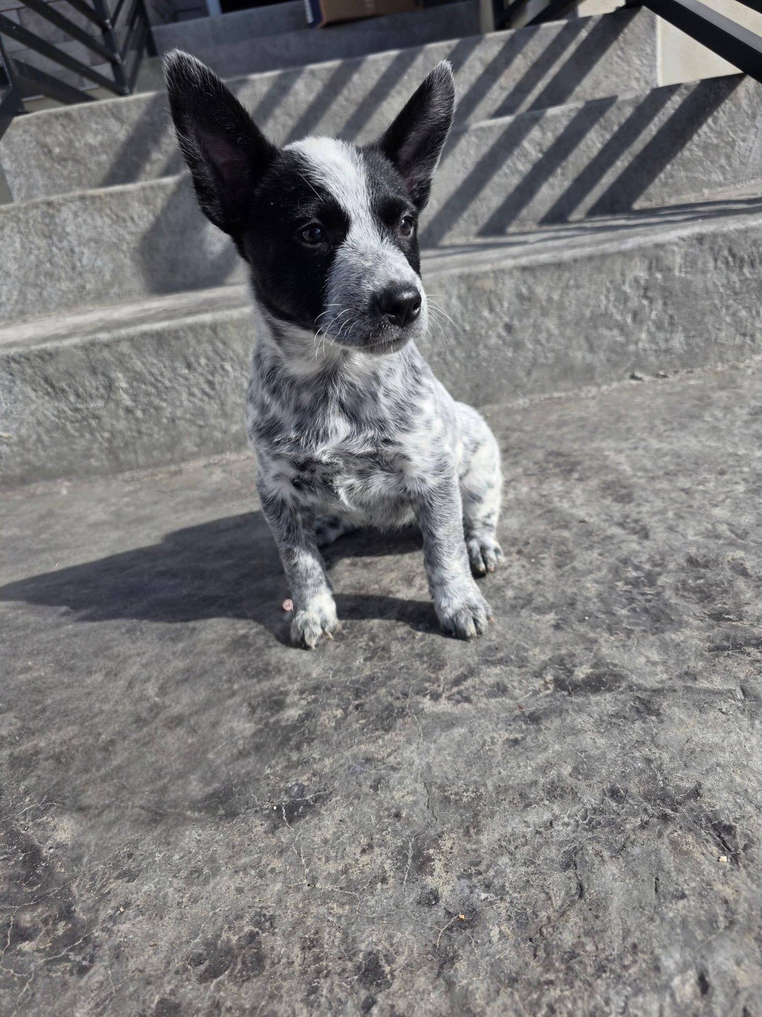 RUBY - Australian Kelpie / Australian Cattle Dog/Blue Heeler available for adoption