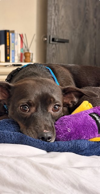 CORA CORAZONE - Chihuahua available for adoption