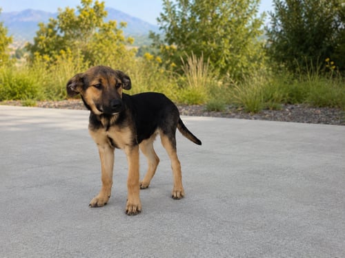 DENALI - Rottweiler / German Shepherd Dog available for adoption