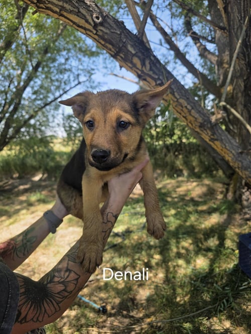 DENALI - German Shepherd Dog for adoption in Orem