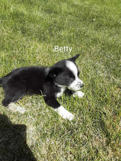 BETTY - Corgi / Chihuahua available for adoption