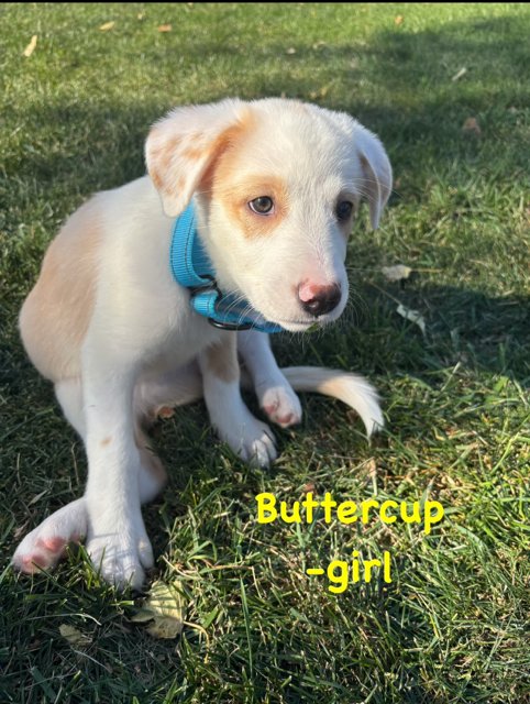 BUTTERCUP - Labrador Retriever available for adoption