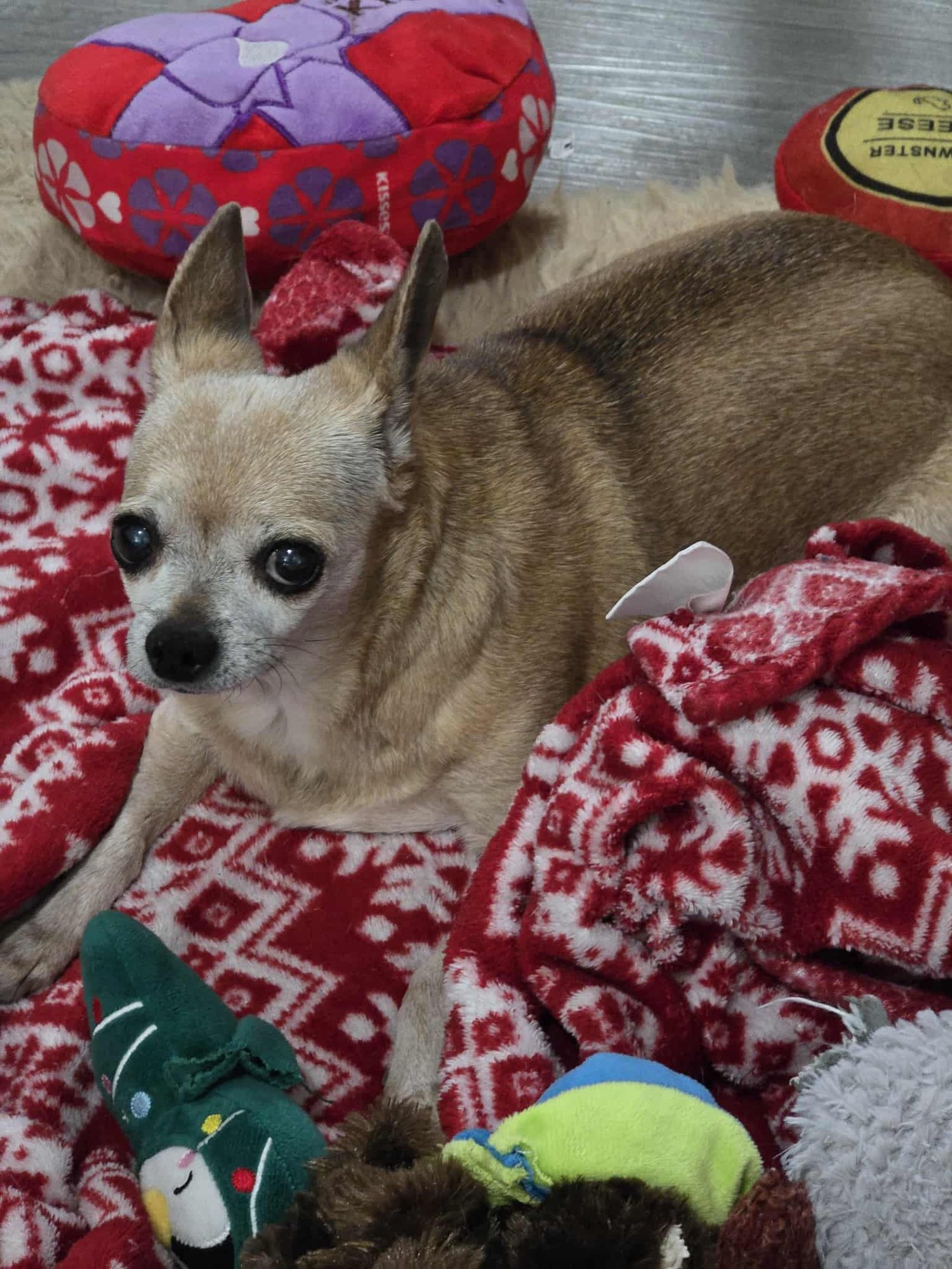 MAGGIE MAY - Chihuahua available for adoption
