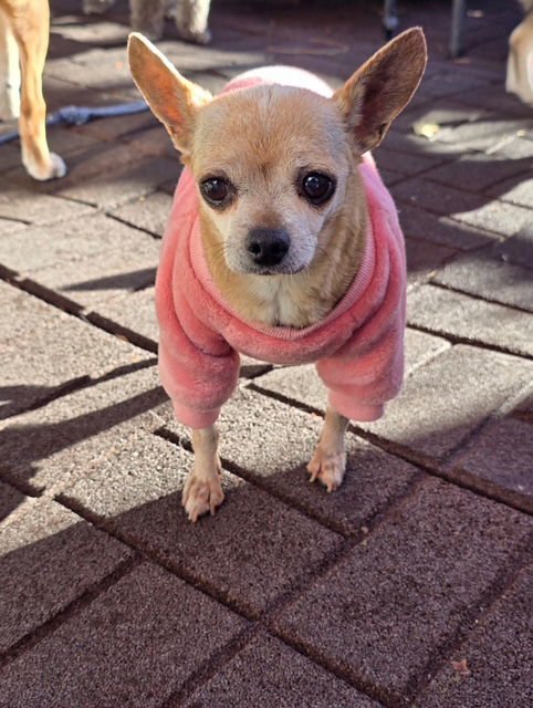 MAGGIE MAY - Chihuahua available for adoption