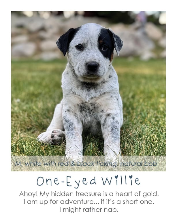 One-Eyed Willie Image