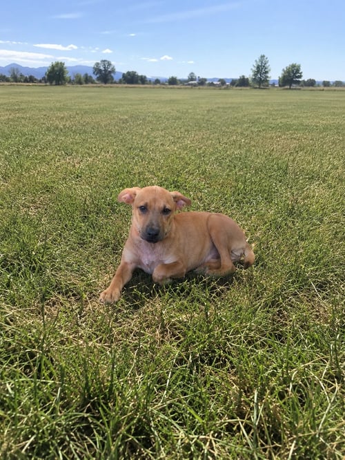 SANDY - Australian Cattle Dog/Blue Heeler / Labrador Retriever available for adoption