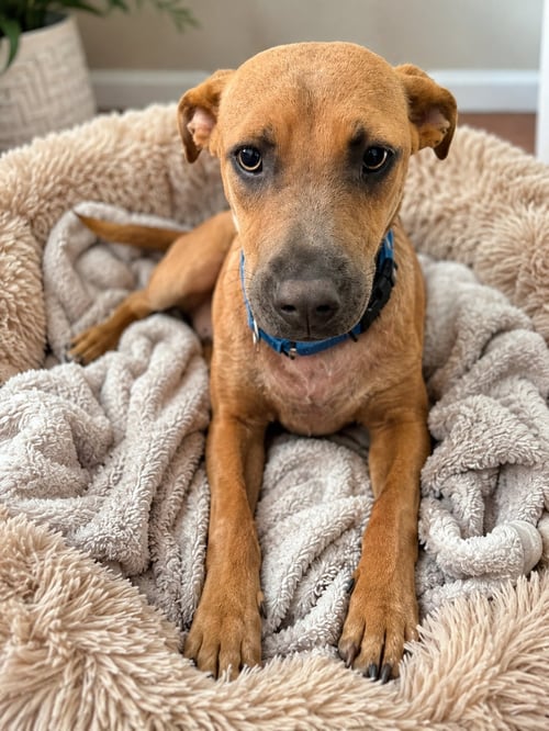 SANDY - Australian Cattle Dog/Blue Heeler / Labrador Retriever for adoption in Orem