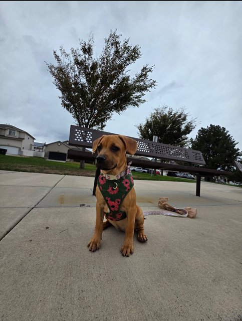BEE BAYBEE - Black Mouth Cur / Labrador Retriever available for adoption