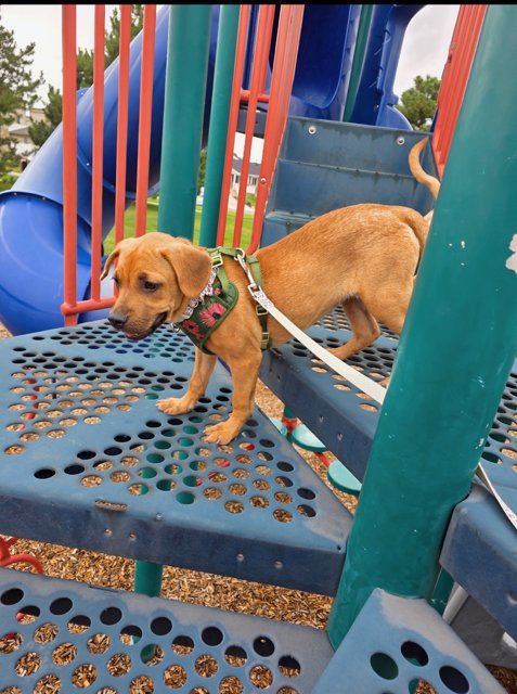BEE BAYBEE - Black Mouth Cur / Labrador Retriever available for adoption