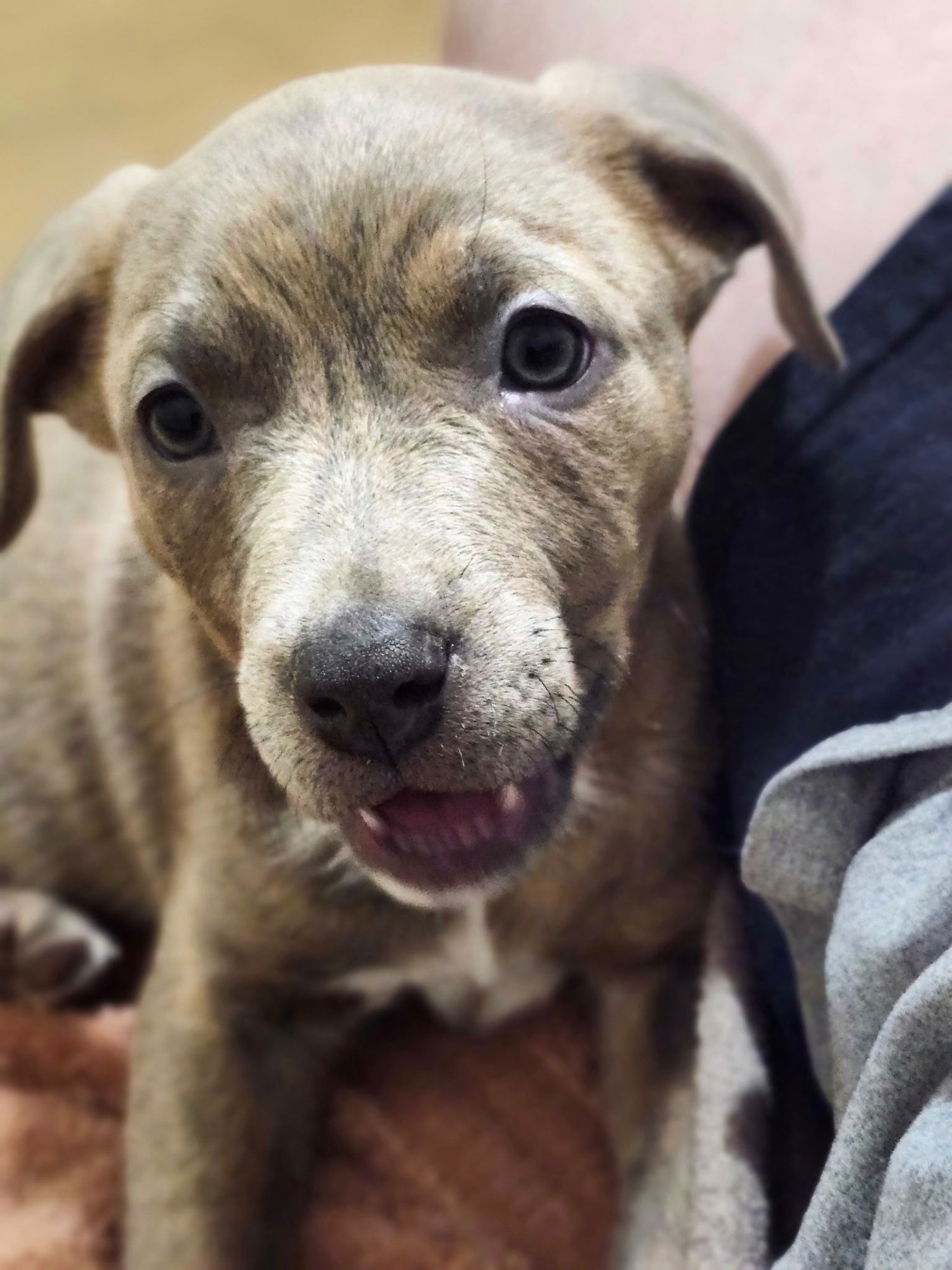 GRIZZLY BABY - Labrador Retriever / Australian Cattle Dog/Blue Heeler available for adoption
