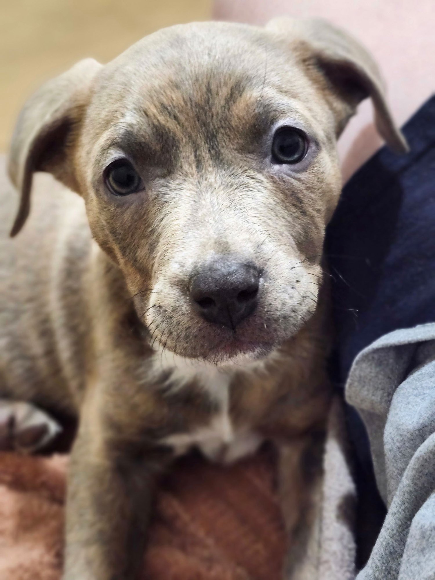 GRIZZLY BABY - Labrador Retriever / Australian Cattle Dog/Blue Heeler available for adoption