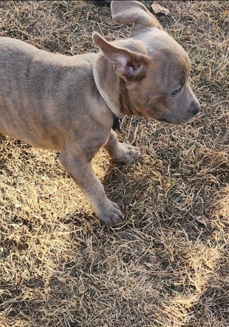 Grizzly Baby - Photo 3