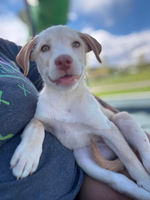 SUNNY - Labrador Retriever / Pit Bull Terrier available for adoption