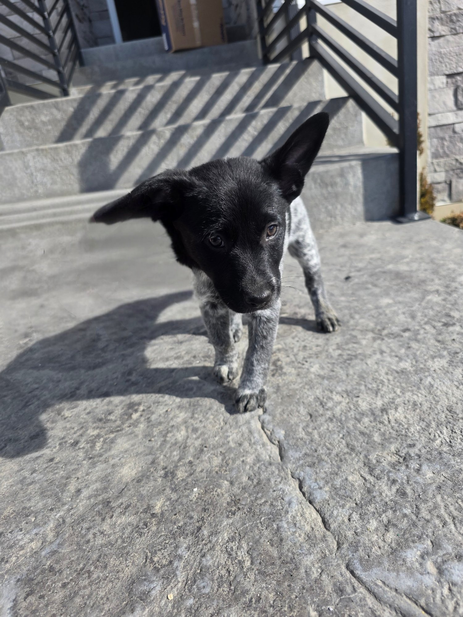 SAPPHIRE - Australian Kelpie / Australian Cattle Dog/Blue Heeler available for adoption