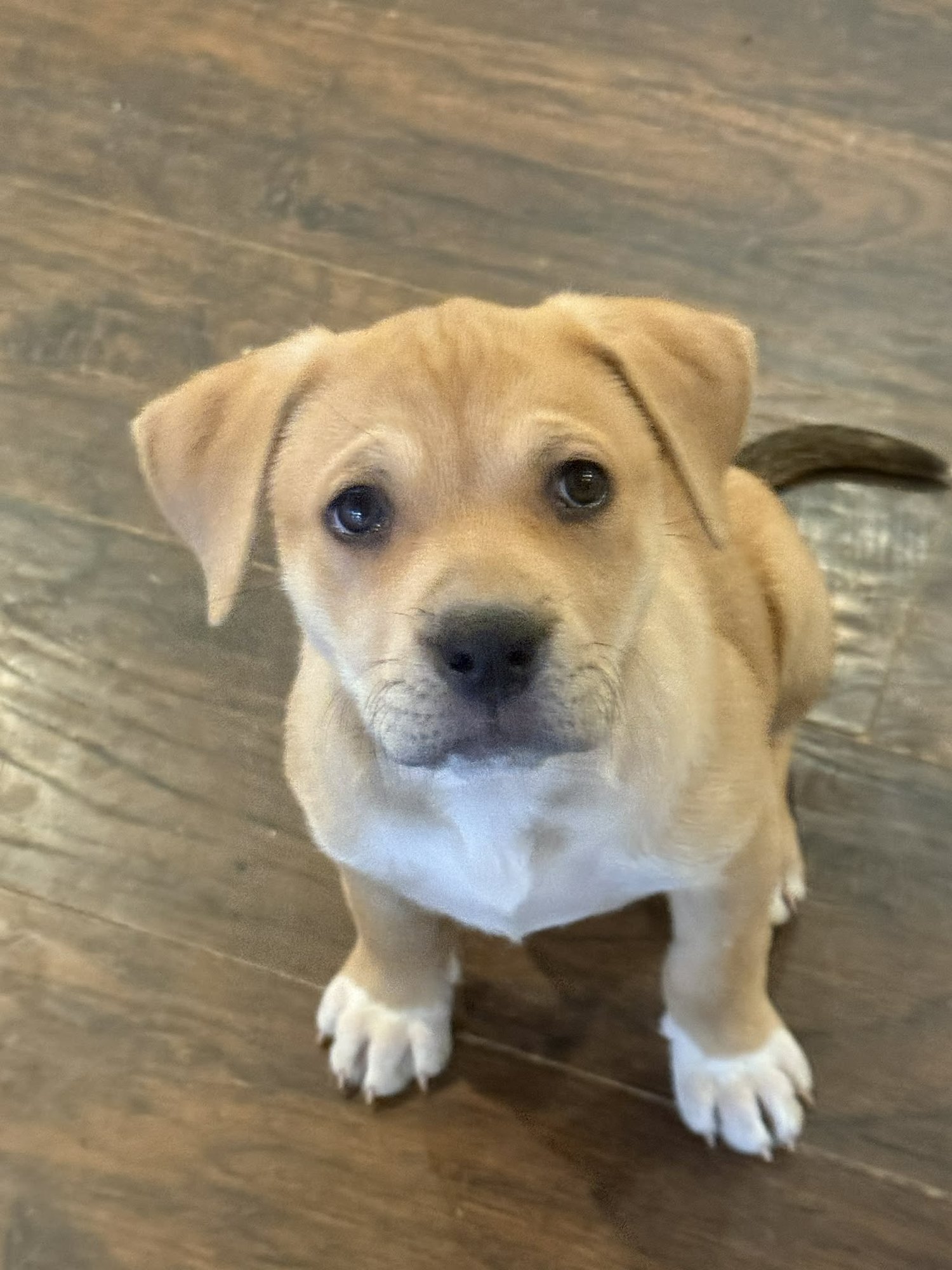 FRANCIS - Labrador Retriever / Rottweiler available for adoption