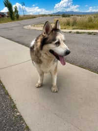 Tundra - Photo 2