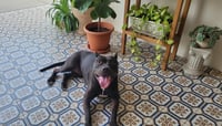 Ajax - Photo 2