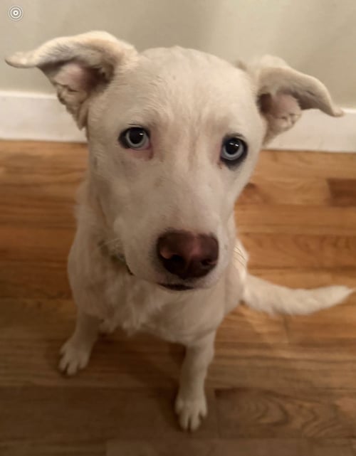 WILLOW - Husky / Australian Cattle Dog/Blue Heeler for adoption in Orem