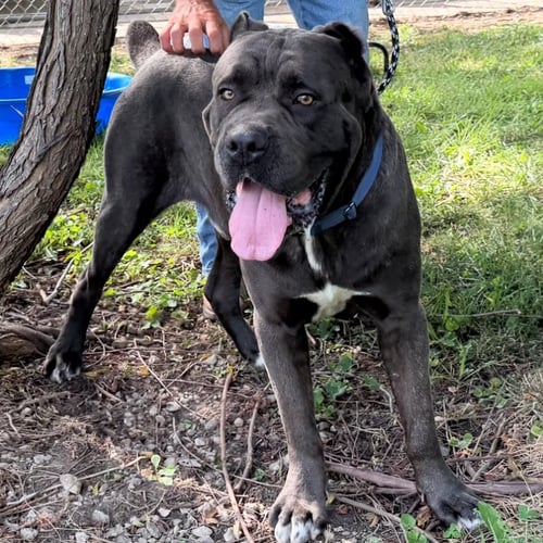 HUEY - Cane Corso Mastiff available for adoption