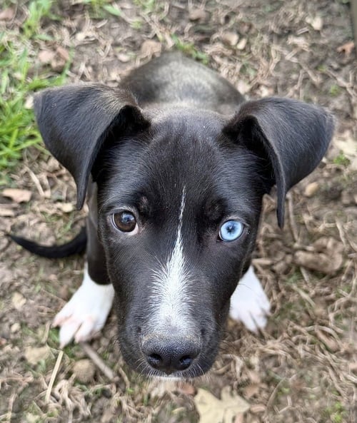 REMI - Husky / Labrador Retriever available for adoption