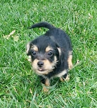 Duke - Photo 1