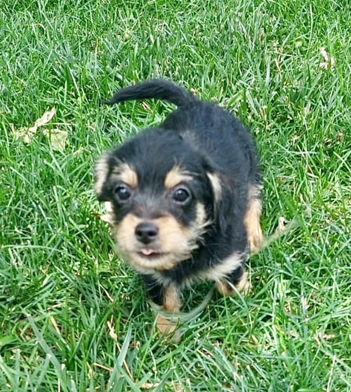 DUKE - Chihuahua / Poodle (Toy) for adoption in Omaha