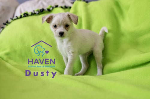 DUSTY - Maltese / Terrier for adoption in Omaha