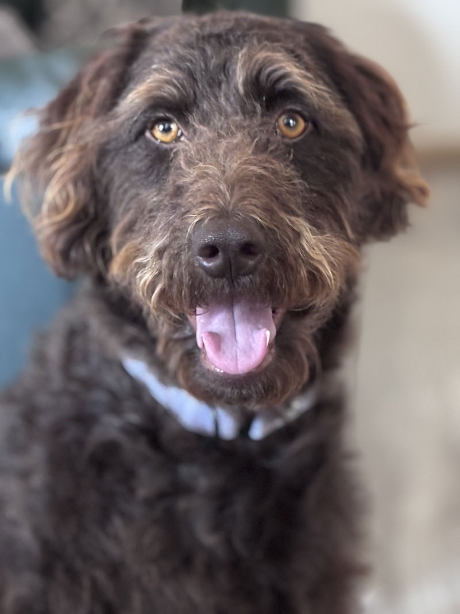RUTH MARIE - German Wirehaired Pointer / Poodle (unknown type) available for adoption