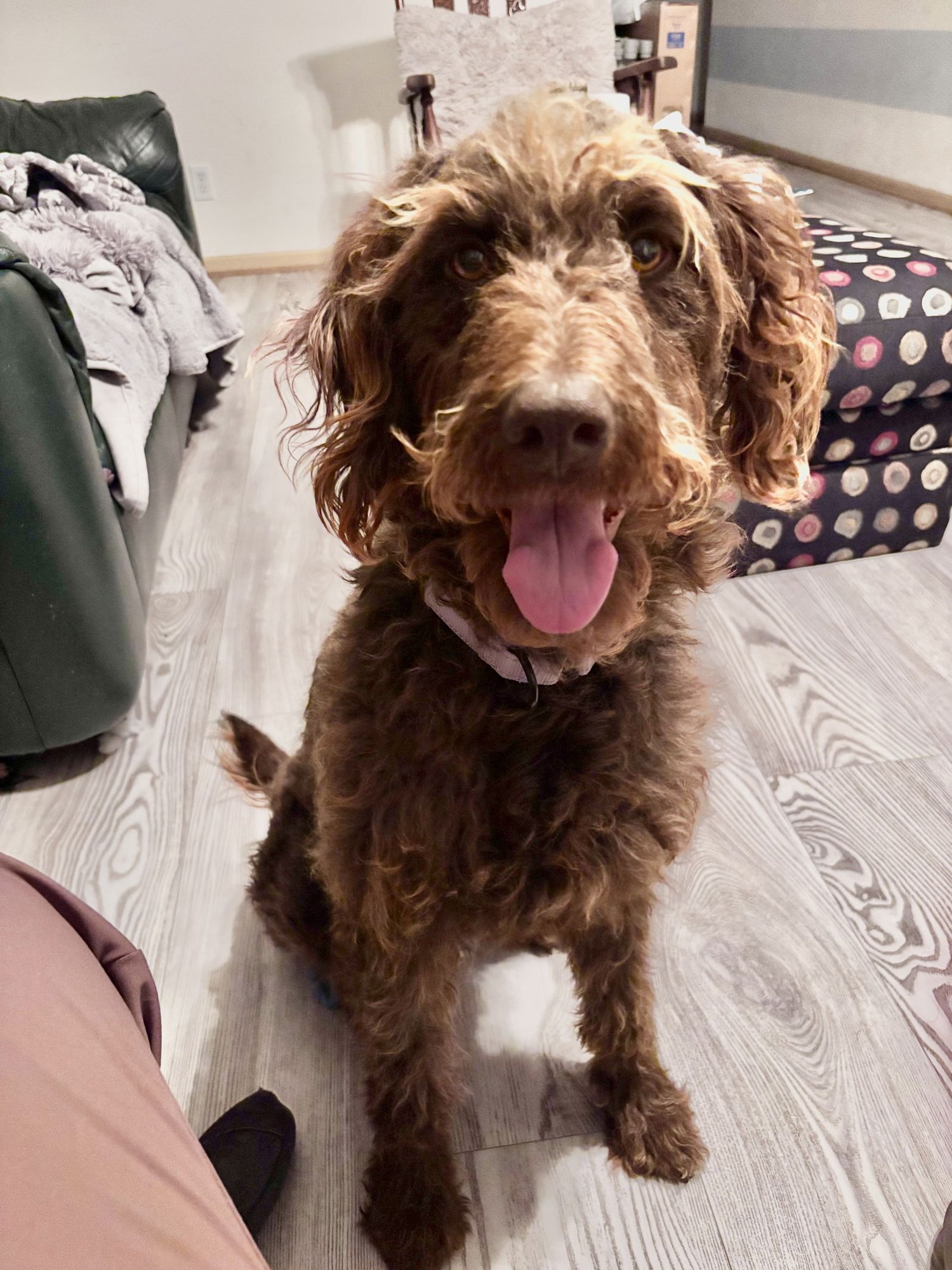RUTH MARIE - German Wirehaired Pointer / Poodle (unknown type) available for adoption