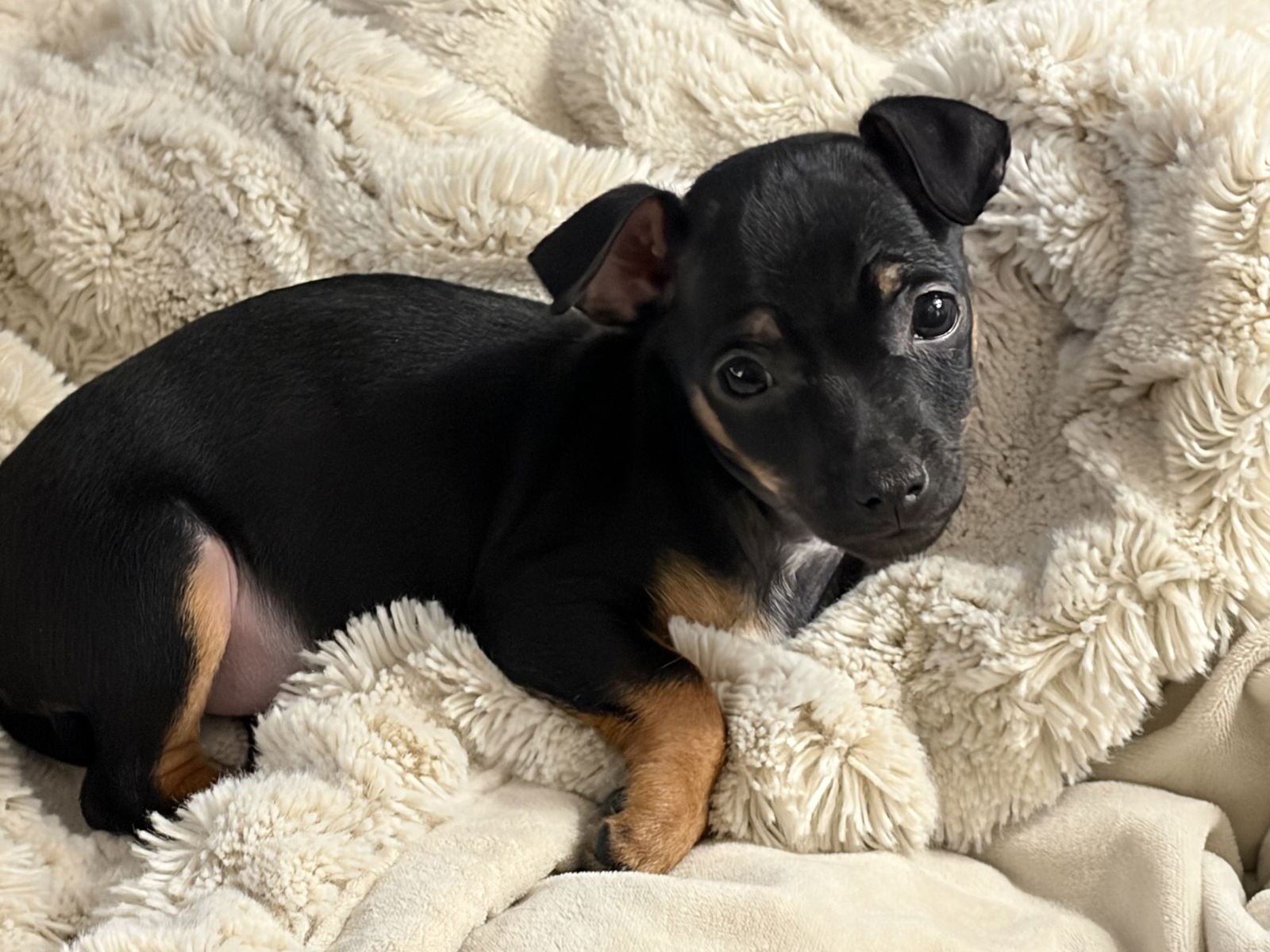 ERNIE - Chihuahua available for adoption